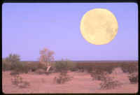 desert_with_moon_small.JPG (3598 bytes)