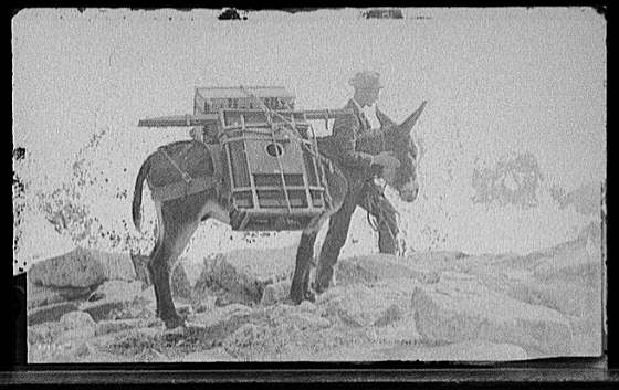 jacksonmule.jpg (33625 bytes)