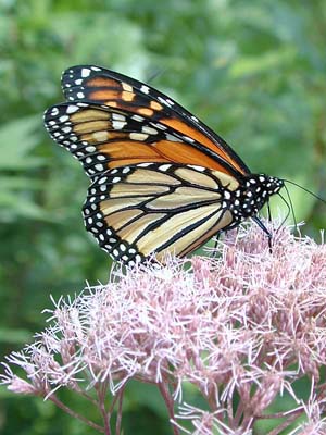 monarch1.jpg (39007 bytes)