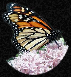 monarch2.jpg (31928 bytes)