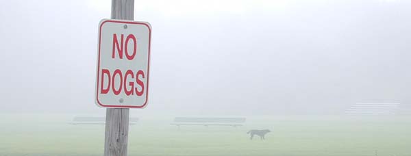 nodogs.jpg (9028 bytes)