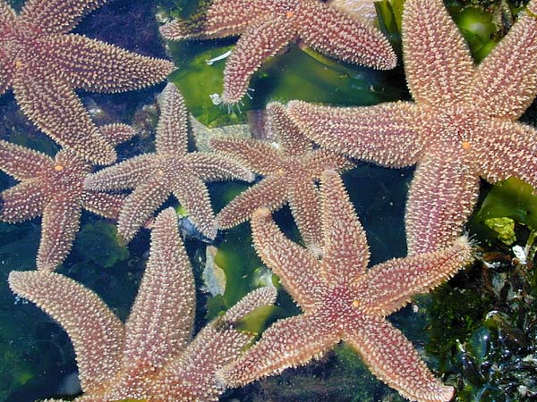 seastars.jpg (97496 bytes)