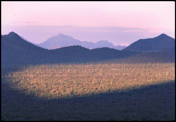 desert_at_sunrise.jpg (27732 bytes)